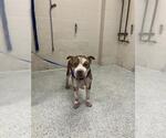 Small American Pit Bull Terrier