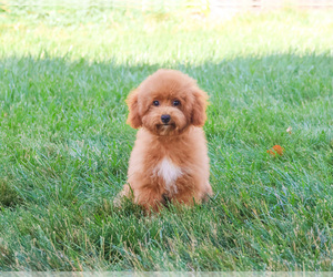 Poodle (Miniature) Puppy for sale in SYRACUSE, IN, USA