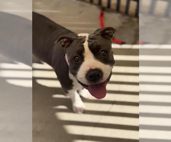 Medium Photo #1 Mutt Puppy For Sale in Santa Maria, CA, USA