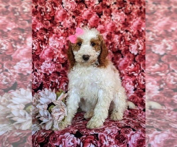 Medium Photo #1 Goldendoodle Puppy For Sale in QUARRYVILLE, PA, USA