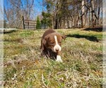 Small Photo #7 American Pit Bull Terrier-Border Collie Mix Puppy For Sale in SHEPHERDSTOWN, WV, USA