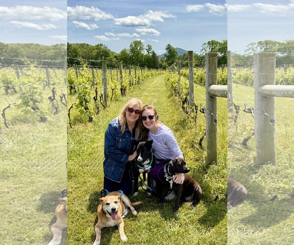 Medium Photo #8 Mutt Puppy For Sale in Arlington, VA, USA