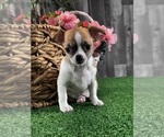 Small #1 Chihuahua