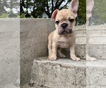 Small #9 French Bulldog