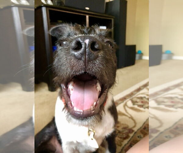 Medium Photo #12 American Staffordshire Terrier-Unknown Mix Puppy For Sale in Rosenberg, TX, USA