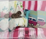 Small #5 French Bulldog