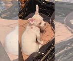 BOBBY - Male Chihuahua Puppy for Sale - Photo #2