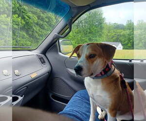 American Staffordshire Terrier-Labrador Retriever Mix Dogs for adoption in Holly Springs, NC, USA