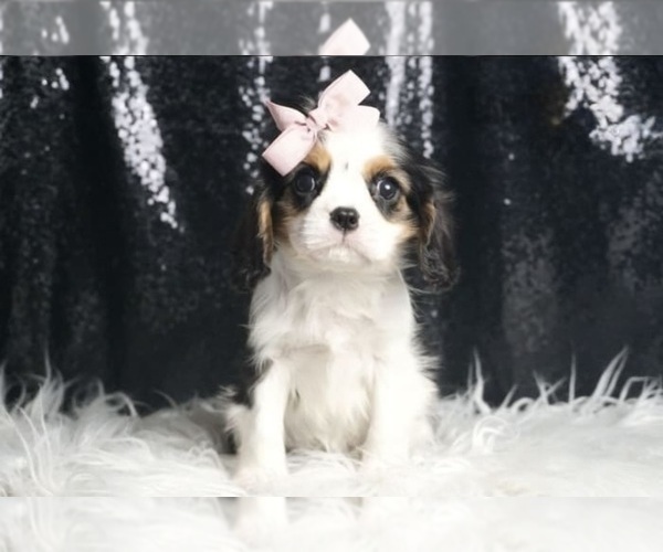 Medium Photo #5 Cavalier King Charles Spaniel Puppy For Sale in WARSAW, IN, USA