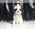 Small #4 Cavalier King Charles Spaniel