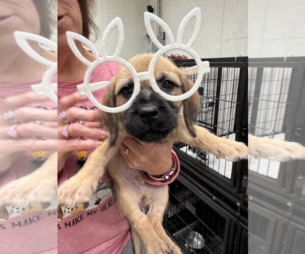 Medium Photo #4 Mutt Puppy For Sale in Gilberts, IL, USA