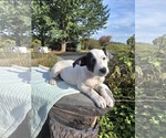 Small #2 Borador