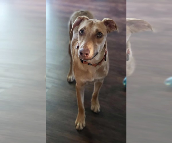 Medium Photo #2 American Pit Bull Terrier-Labrador Retriever Mix Puppy For Sale in Minneapolis, MN, USA