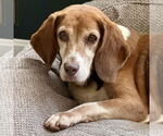 Small #1 Bagle Hound