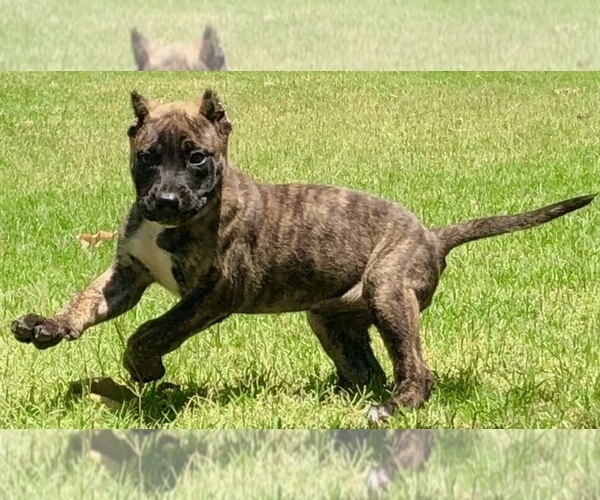 Medium Photo #20 Presa Canario Puppy For Sale in MESA, AZ, USA