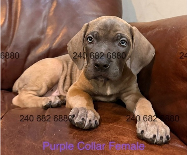 Medium Photo #2 Cane Corso Puppy For Sale in LA PLATA, MD, USA