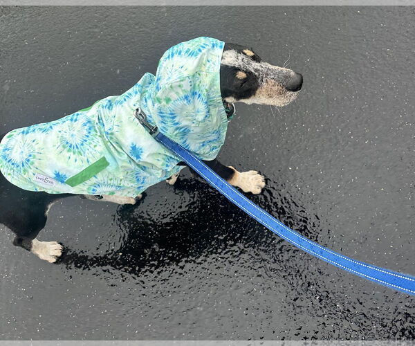 Medium Photo #9 Bluetick Coonhound-Unknown Mix Puppy For Sale in Princeton, MN, USA