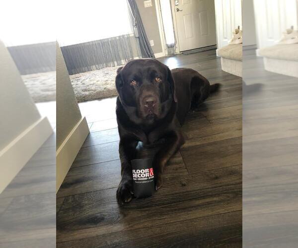 Medium Photo #1 Labrador Retriever Puppy For Sale in THORNTON, CO, USA