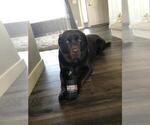 Small Photo #1 Labrador Retriever Puppy For Sale in THORNTON, CO, USA
