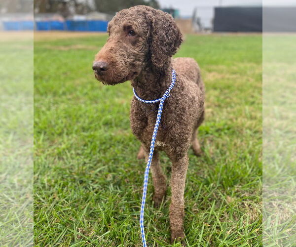 Medium Photo #4 Labradoodle Puppy For Sale in Pacolet, SC, USA