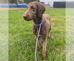 Small #3 Labradoodle