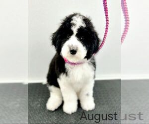 Sheepadoodle Puppy for sale in EAST GRAND FORKS, MN, USA