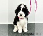 Small Photo #1 Sheepadoodle Puppy For Sale in EAST GRAND FORKS, MN, USA