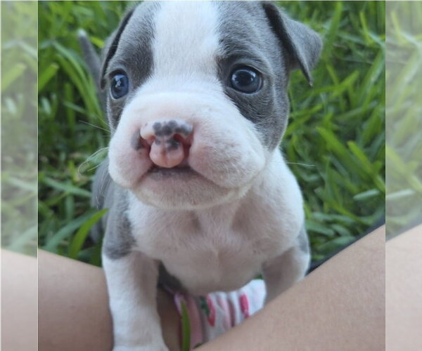 Medium Photo #1 Mutt Puppy For Sale in Lakewood, CO, USA