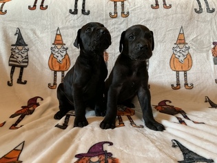 Great Dane Puppy for sale in KILLEEN, TX, USA