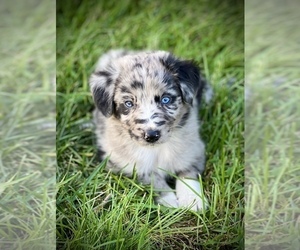 Australian Shepherd Puppy for sale in GENESEO, IL, USA