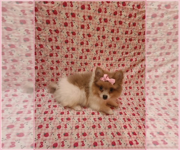 Medium Photo #2 Pomeranian Puppy For Sale in CLARKSVILLE, TN, USA