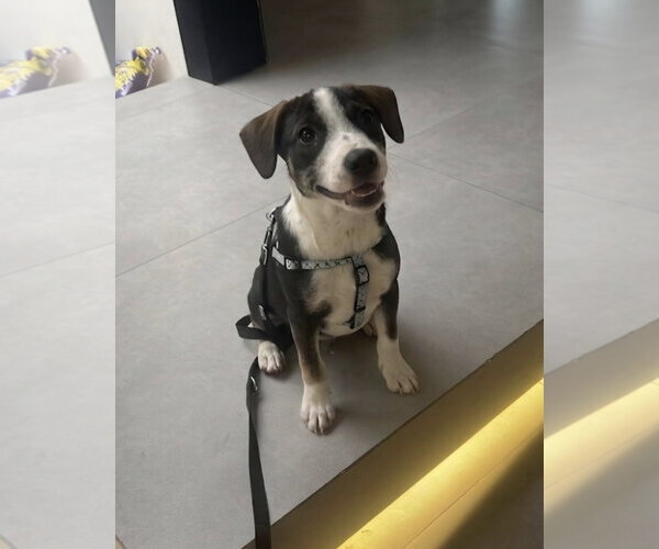 Medium Photo #1 Beagle-Unknown Mix Puppy For Sale in Escondido, CA, USA