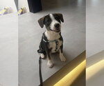 Small Beagle Mix