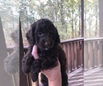 Small Photo #27 Cockapoo Puppy For Sale in BOGART, GA, USA