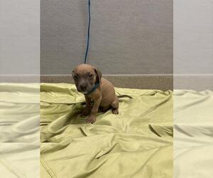 Mutt Dogs for adoption in Las Vegas, NV, USA