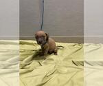 Small Mutt
