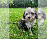 Small #18 Cavapoo (Miniature)