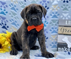 Cane Corso Puppy for sale in LANCASTER, PA, USA