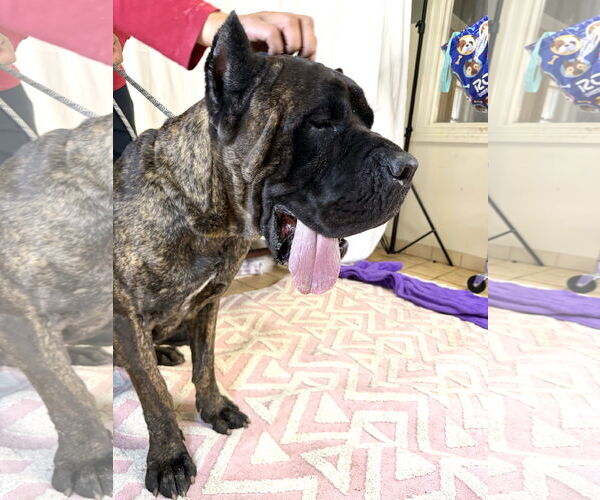 Medium Photo #3 Mutt Puppy For Sale in Goodyear, AZ, USA