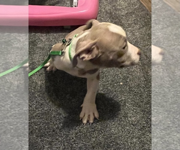 Medium Photo #22 American Bully Puppy For Sale in BUFFALO, NY, USA