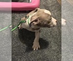 Small Photo #22 American Bully Puppy For Sale in BUFFALO, NY, USA