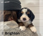 Small #7 Bernedoodle