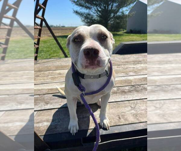 Medium Photo #4 Mutt Puppy For Sale in Evansville, IN, USA