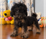 Yorkipoo puppie - Male Yorkipoo Puppy for Sale - Photo #5