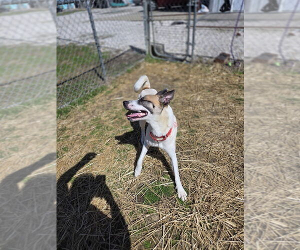 Medium Photo #2 Siberian Husky-Unknown Mix Puppy For Sale in Evansville, IN, USA