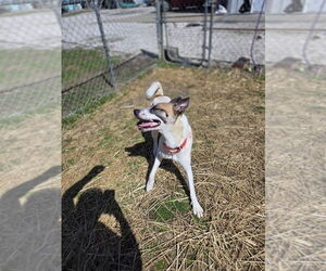 Jayde - Female Siberian Husky-Unknown Mix Dog for Adoption - Photo #2