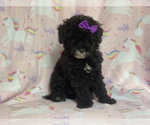 Poodle (Miniature) Puppy for sale in LAKELAND, FL, USA