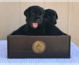 Labrador Retriever Puppy for Sale in SAN DIEGO, California USA