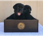 Small Photo #1 Labrador Retriever Puppy For Sale in SAN DIEGO, CA, USA