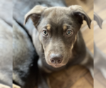 Small Photo #7 Mutt Puppy For Sale in Redmond, WA, USA